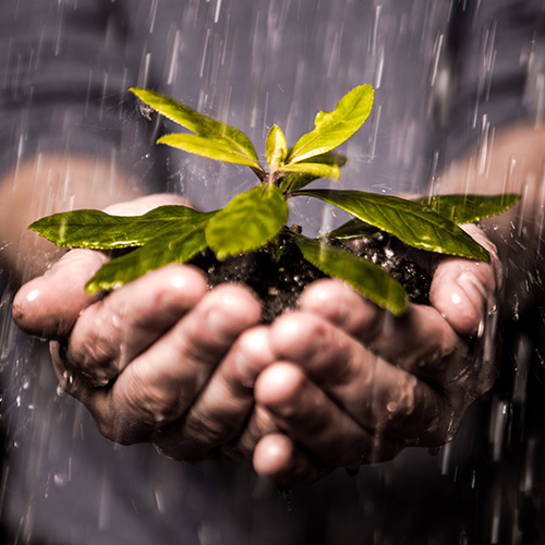 a plant growning in your hands representing growing your Personal Plan